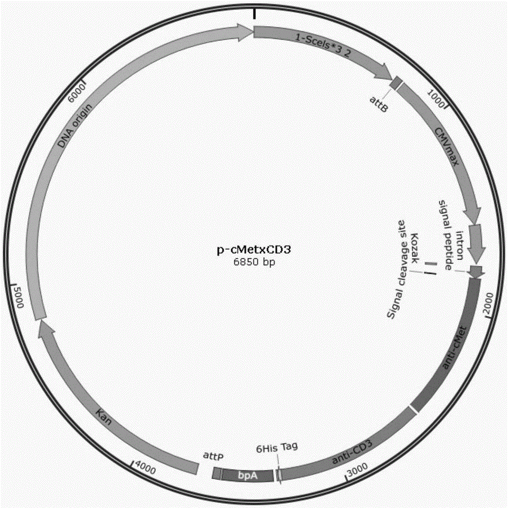 Anti-cMet and CD3 specific dual-targeting antibody as well as preparation method and application thereof, microcircular deoxyribonucleic acid (DNA) containing expression cassette of dual-targeting antibody, and application of microcircular DNA