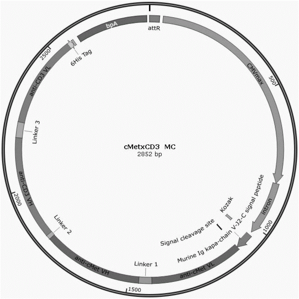 Anti-cMet and CD3 specific dual-targeting antibody as well as preparation method and application thereof, microcircular deoxyribonucleic acid (DNA) containing expression cassette of dual-targeting antibody, and application of microcircular DNA