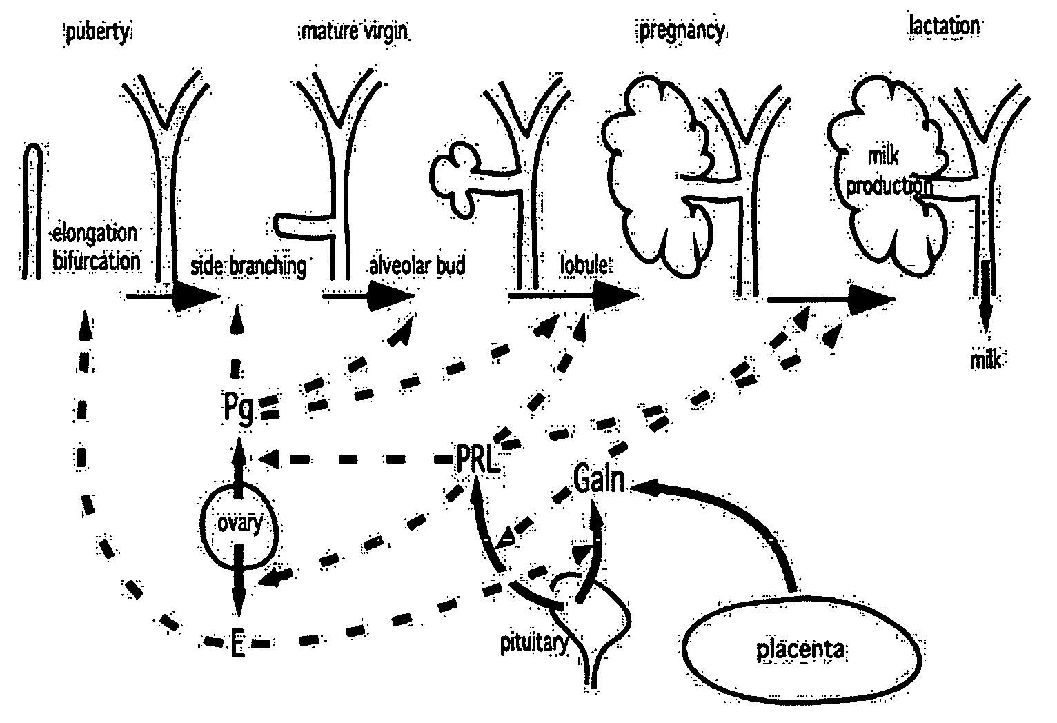 Method for Inducing Mammary Epithelial Cell Differentiation