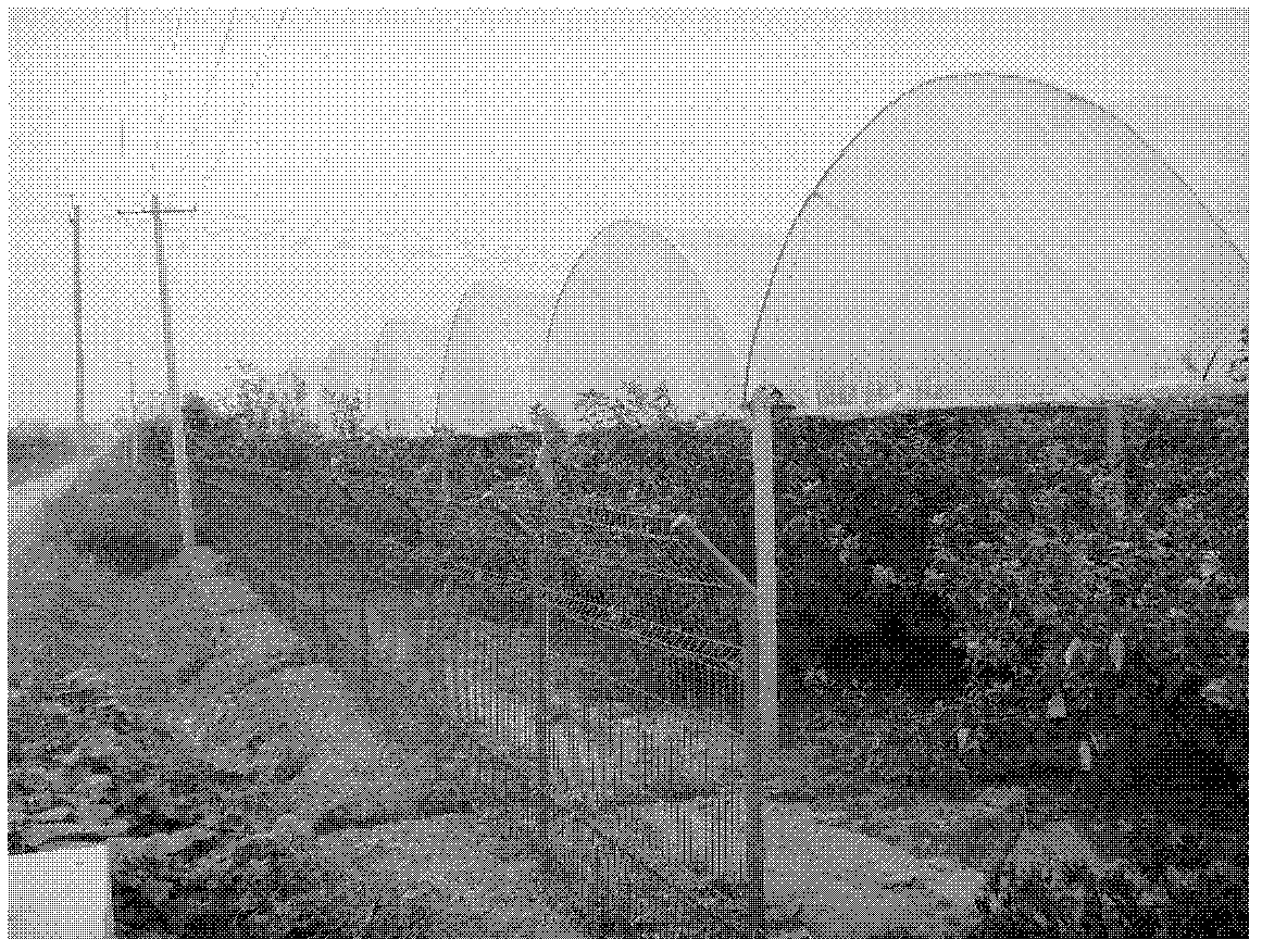 Method for rain shelter cultivation of apples