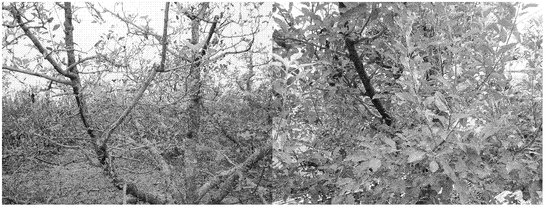 Method for rain shelter cultivation of apples