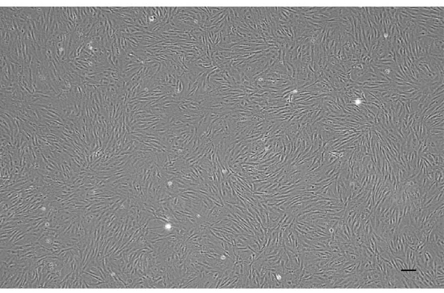 Pomfret muscle tissue cell line