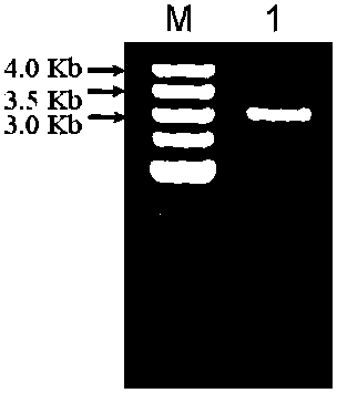 Peanut delta  <sup>12</sup> Promoter of fatty acid dehydrogenase ahfad2‑2a gene and its application