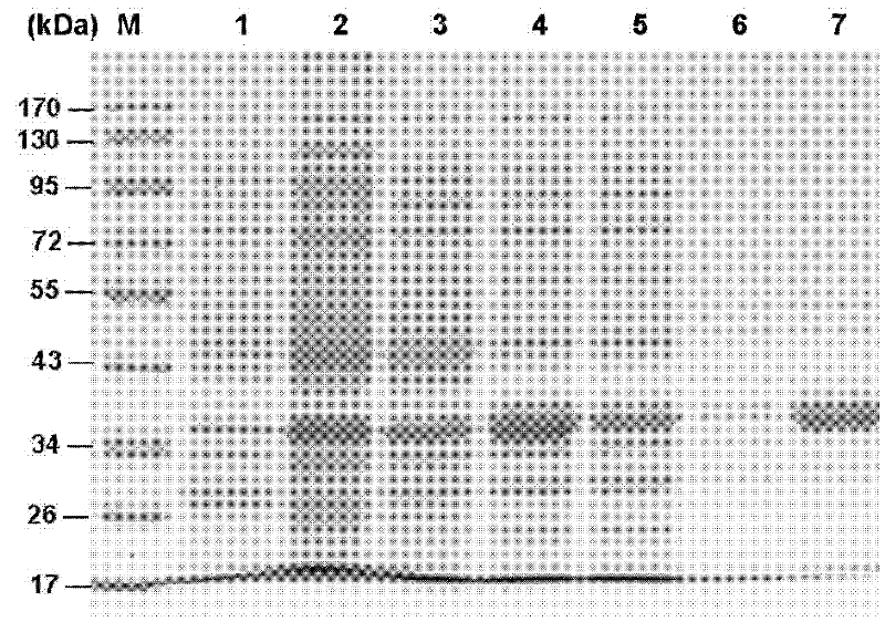 Serine protease inhibitor pp-pi polypeptide from chrysalis chrysalis chrysalis venom and its application