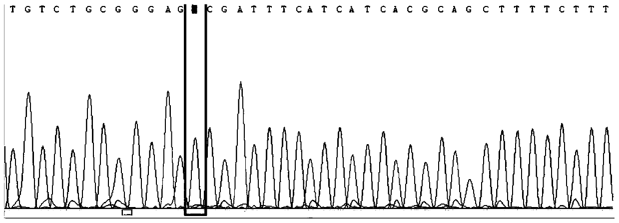 Method for detecting folic acid metabolism related gene mutation through combination of overlap extension PCR and Sanger sequencing