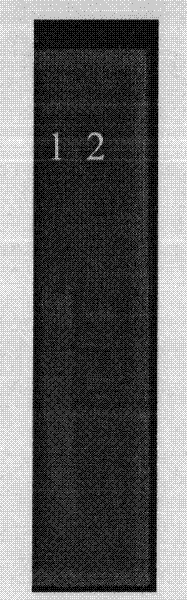 Deep sea elastase gene as well as preparation method and application thereof