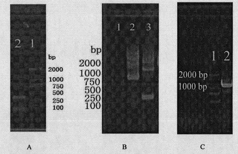 Deep sea elastase gene as well as preparation method and application thereof