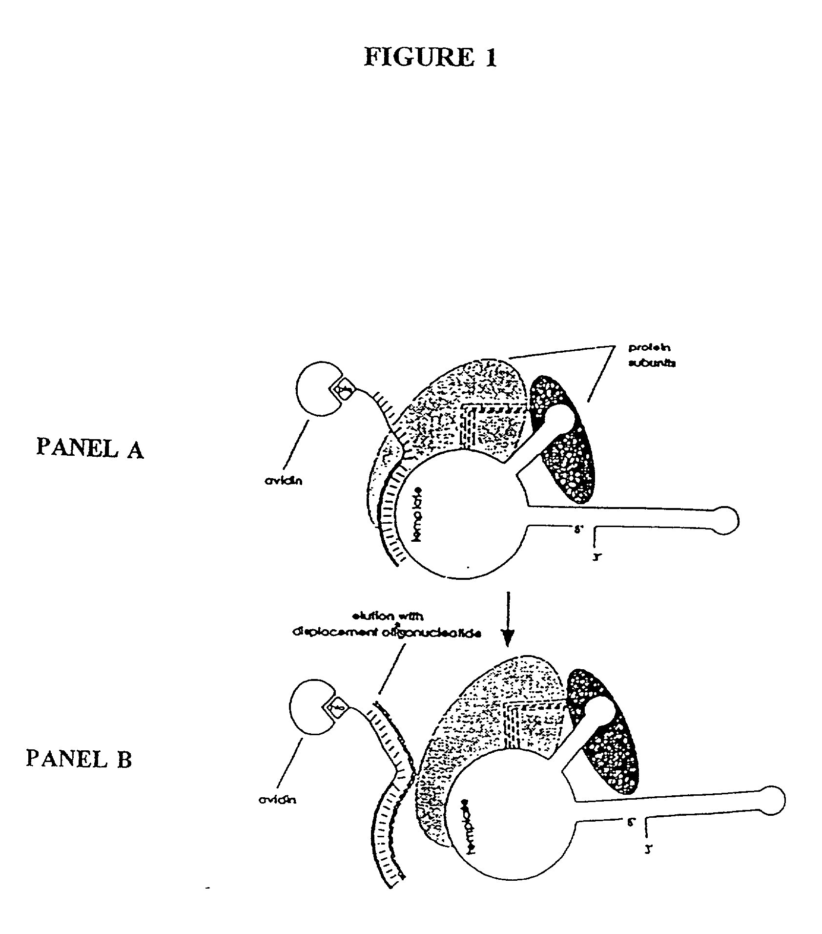 Novel telomerase