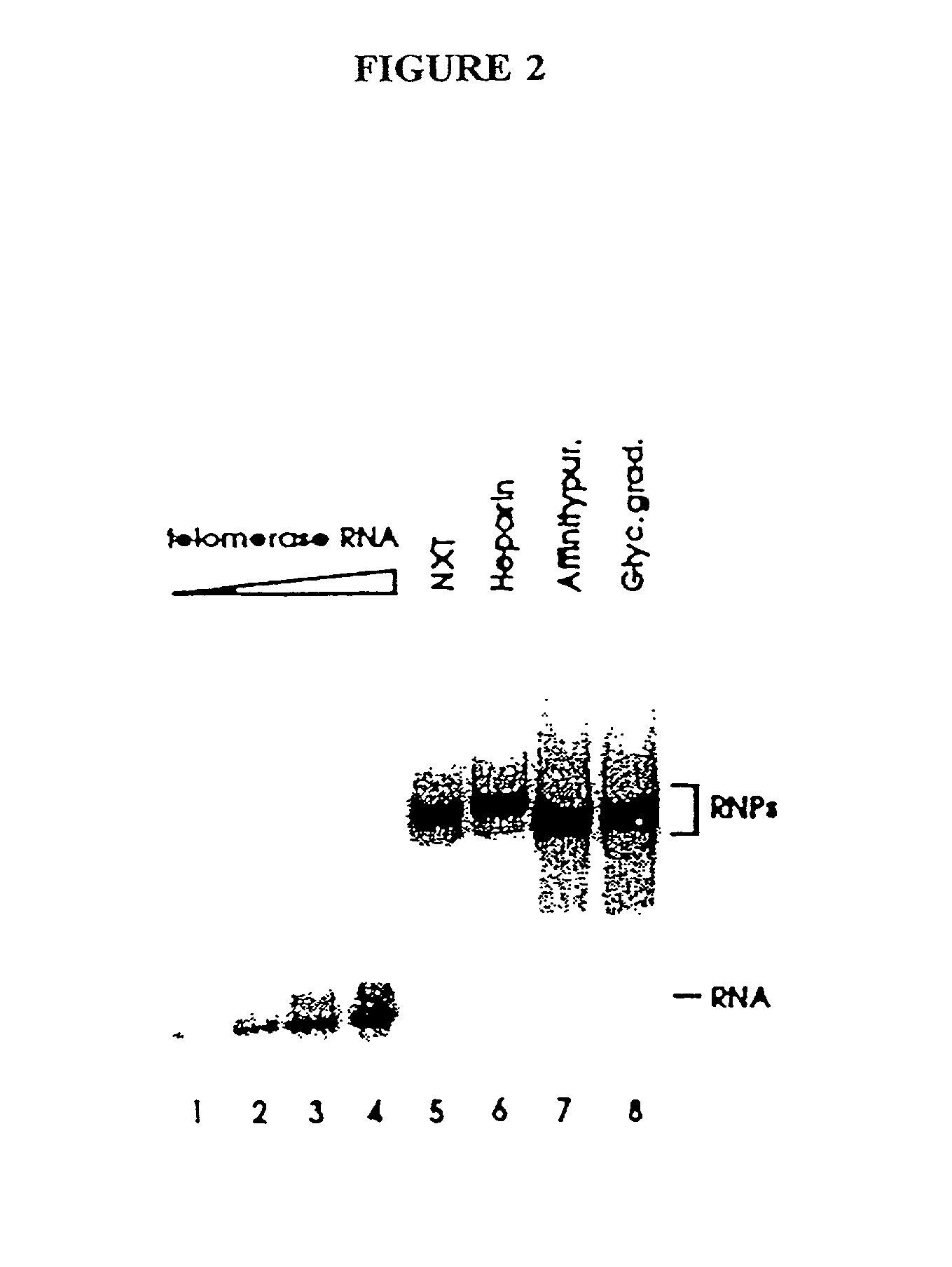 Novel telomerase