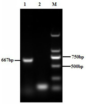 Bovine enterovirus egg yolk antibody and preparation