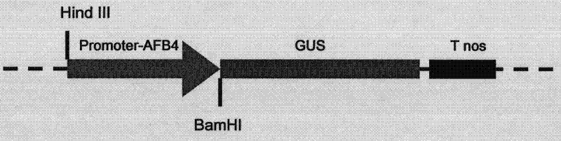 Promoter AFB4 and application thereof