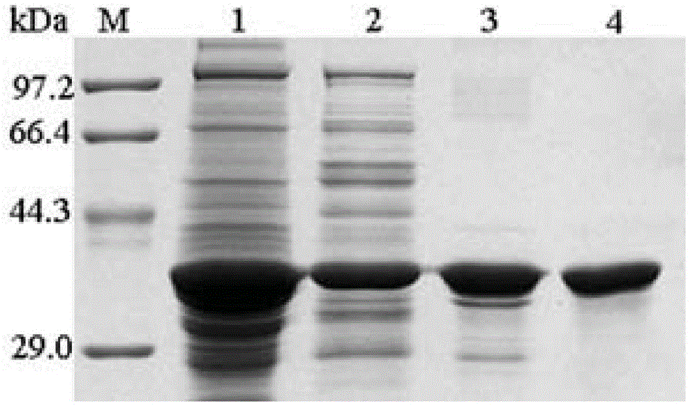 Rapid hemostatic product for war wounds and preparation method thereof