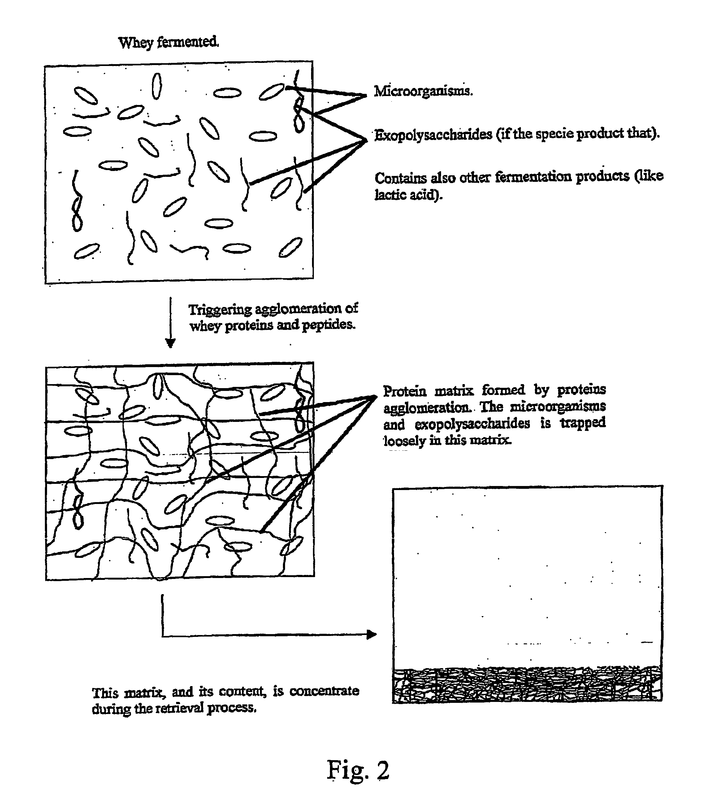 Malleable protein matrix and uses thereof