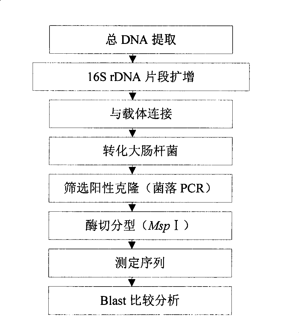 Method for degrading ligno-cellulose and special cellulose decomposing bacteria therefor