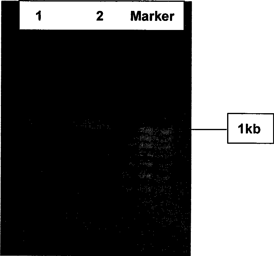 Method for degrading ligno-cellulose and special cellulose decomposing bacteria therefor