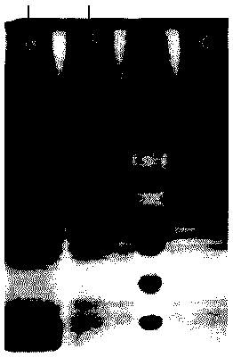 Mink enteritis virus recombinant subunit vaccine and preparation method thereof