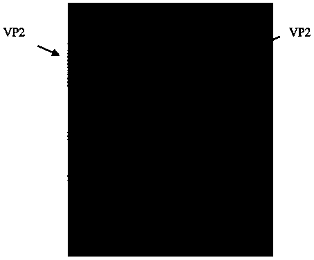 Mink enteritis virus recombinant subunit vaccine and preparation method thereof