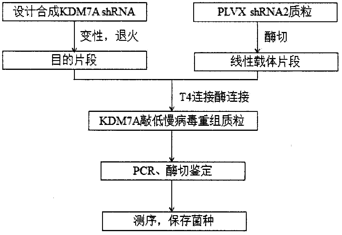 Construction of ShRNA lentiviral vector for targeted silencing of Kdm7a gene and application of shRNA lentiviral vector