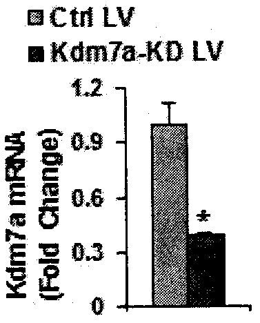 Construction of ShRNA lentiviral vector for targeted silencing of Kdm7a gene and application of shRNA lentiviral vector