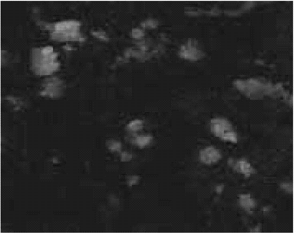 Mycopasma hyopneumoniae strain