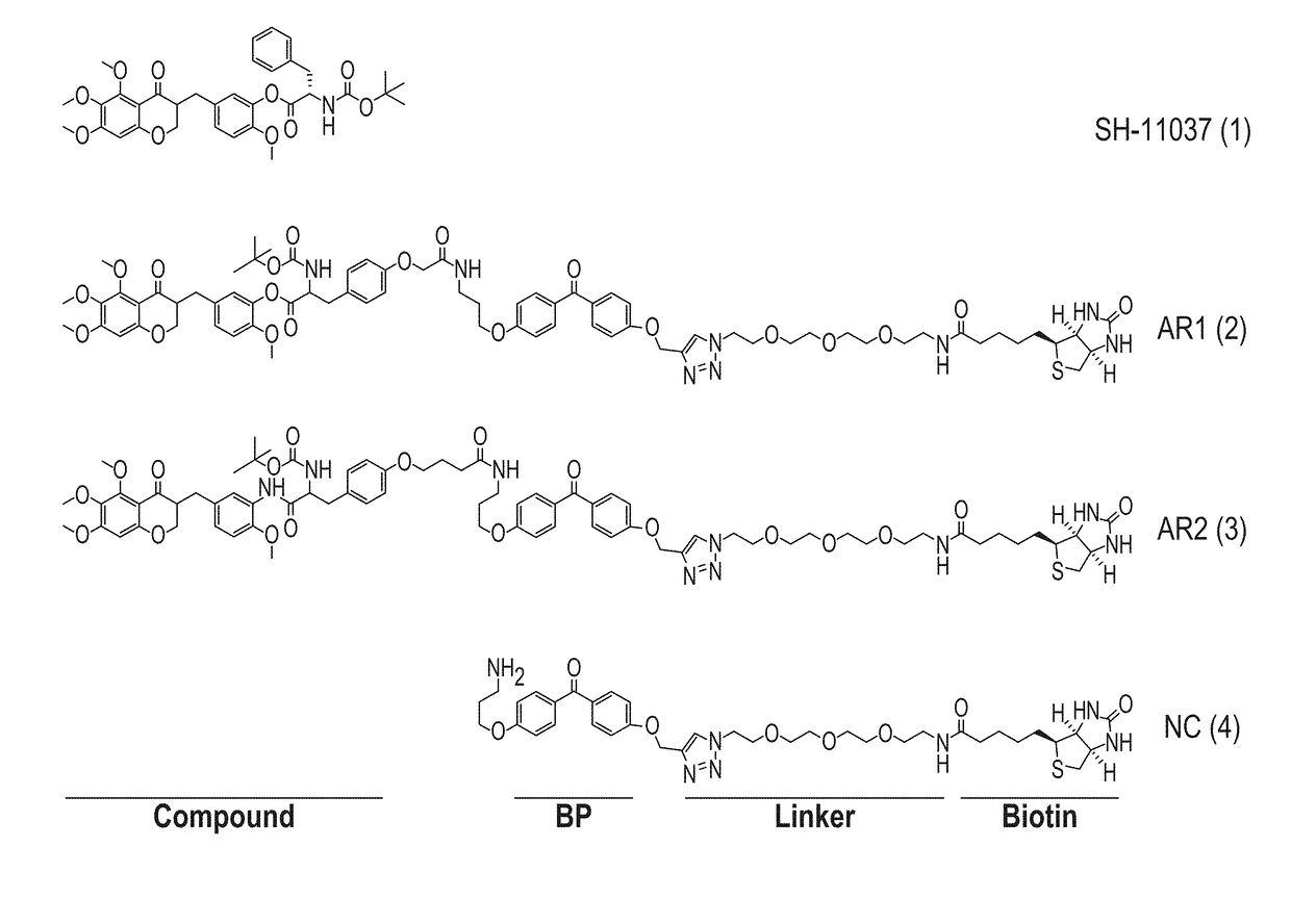 Soluble epoxide hydrolase as a target for ocular neovascularization