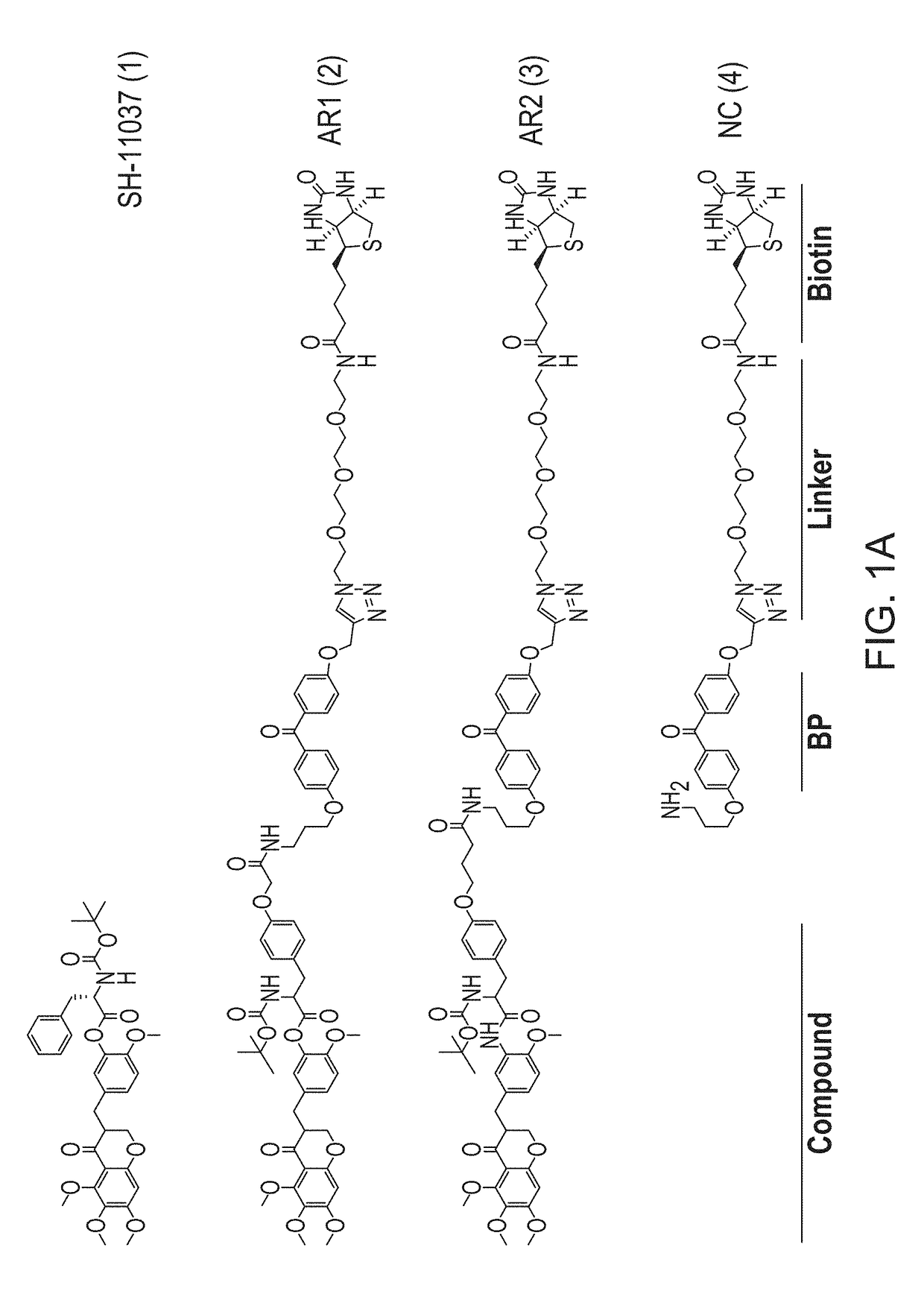 Soluble epoxide hydrolase as a target for ocular neovascularization