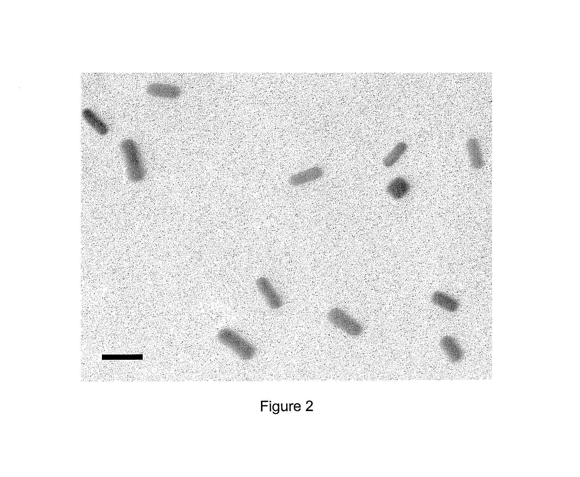 Nanoparticle composition, a device and a method thereof