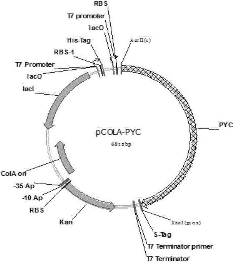 Genetically engineered bacterium used for combined production of succinic acid and isoprene, and construction method thereof