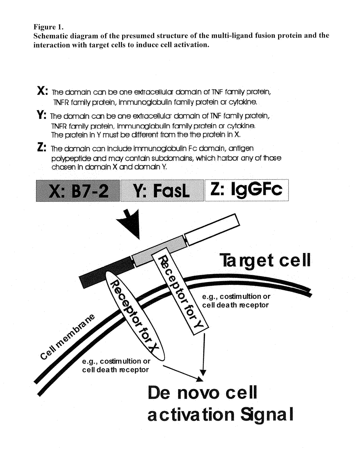 Recombinant multiple domain fusion protein mitogens and use thereof for inducing enhancement or repression of antigen-specific immunity