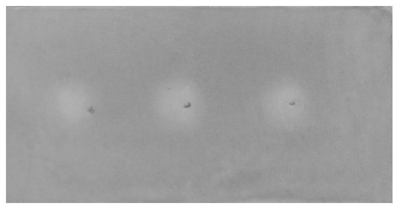 Method for screening xanthine oxidase inhibitor