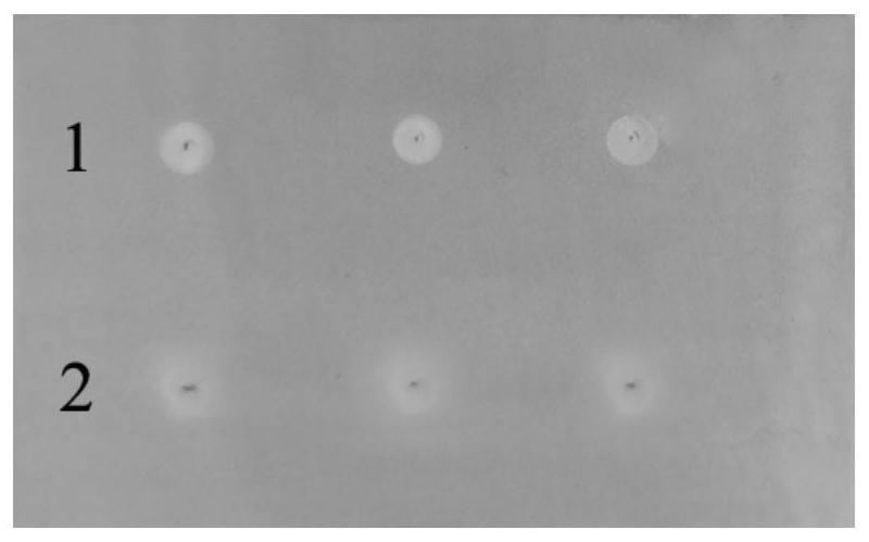 Method for screening xanthine oxidase inhibitor