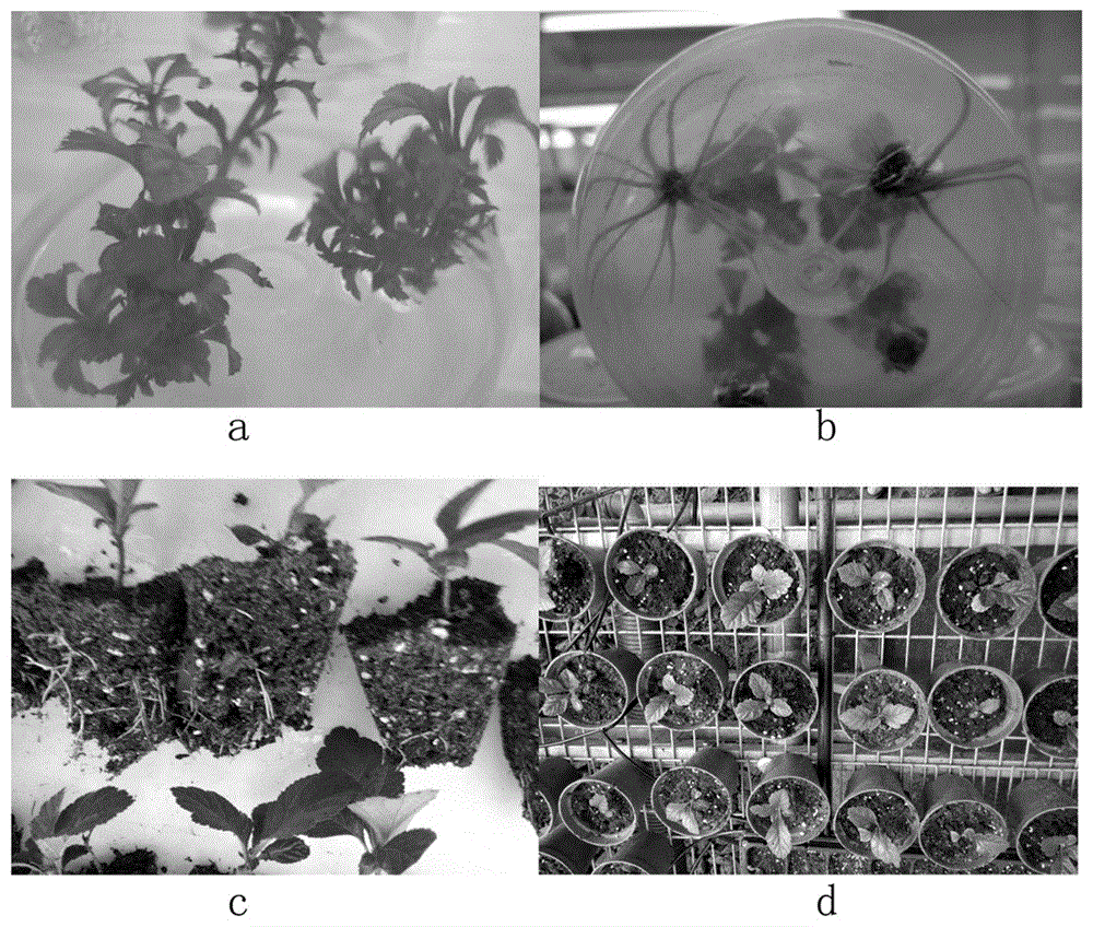 Method for stimulation-induced rooting of crataegus cuneata test-tube plantlets using high concentration auxin