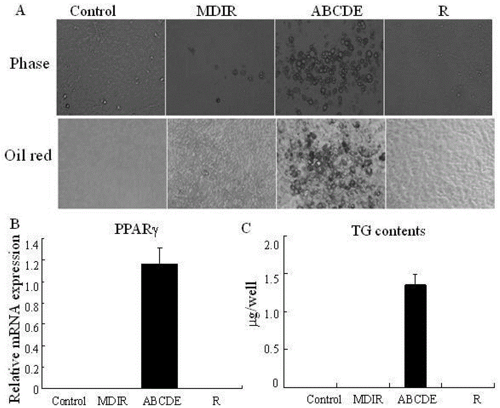 Promoting fibroblast transdifferentiation into adipocytes using defined cytokine combinations