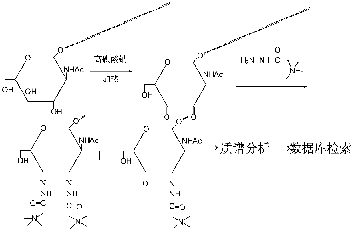 Mass Spectrometry-Based Analysis of Oxygen-Linked Nitrogen-acetylglucosamine-Modified Glycoproteins