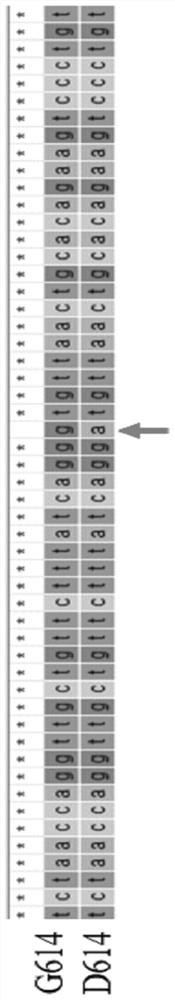 Method for identifying D614G mutation in SARS-CoV-2 based on CRISPR-Cas12a