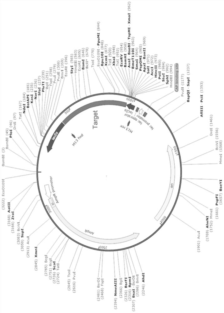 Method for identifying D614G mutation in SARS-CoV-2 based on CRISPR-Cas12a