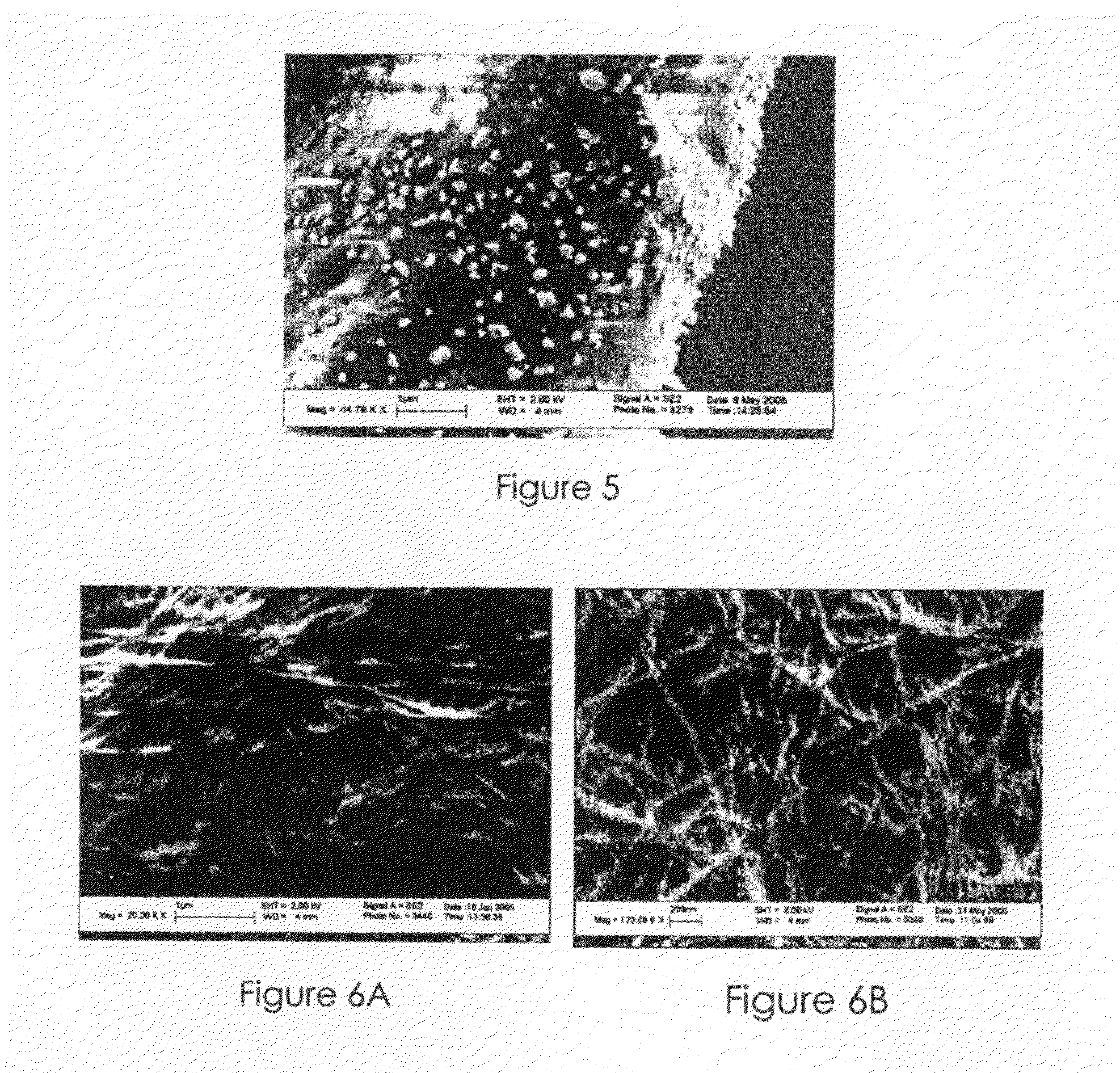 Nanosilver Coated Bacterial Cellulose