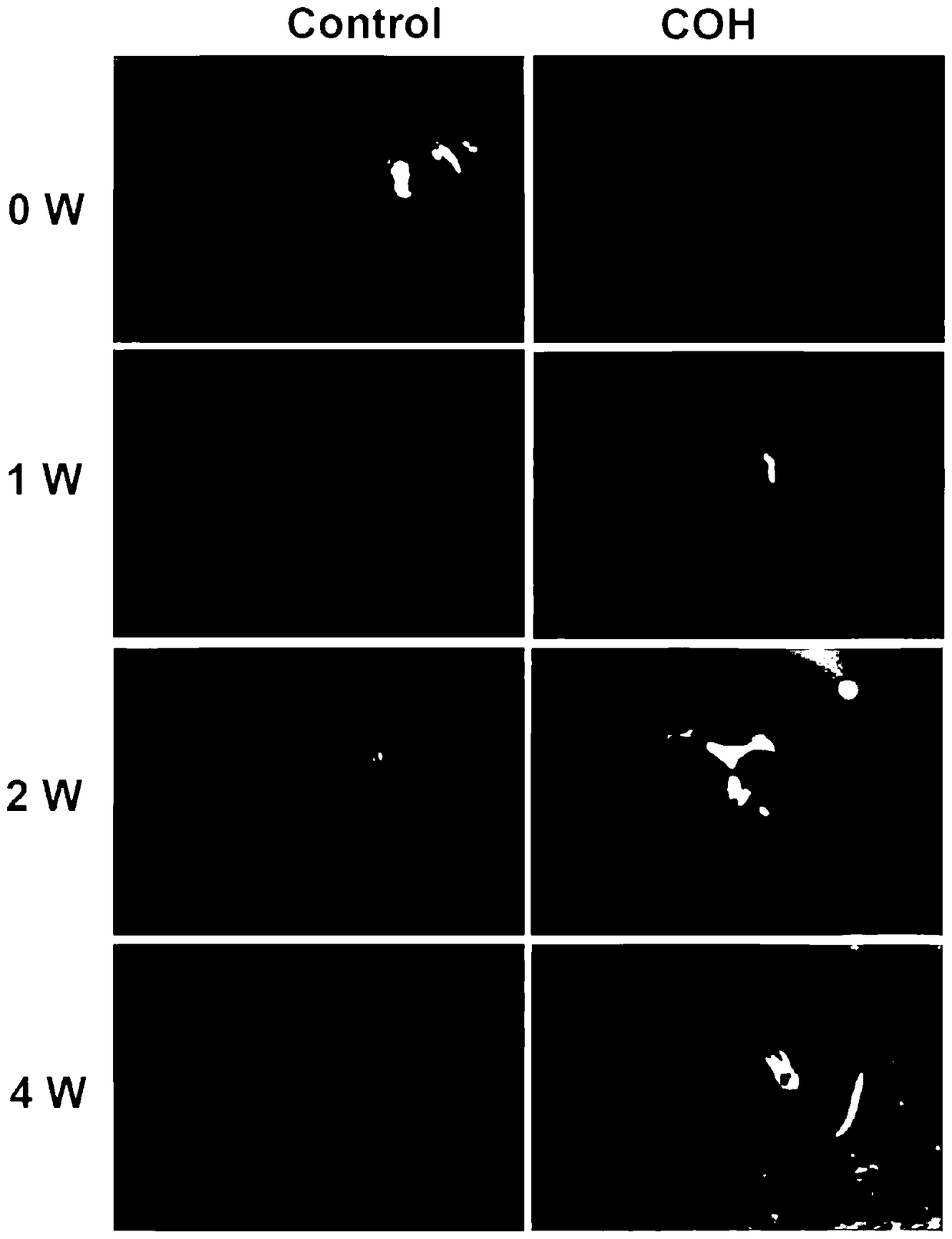 Chronic glaucoma animal model establishing method and application thereof