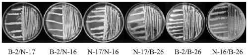 Microbial agent JF for preventing and treating corn stalk rot in saline-alkali soil and preparation method of microbial agent JF