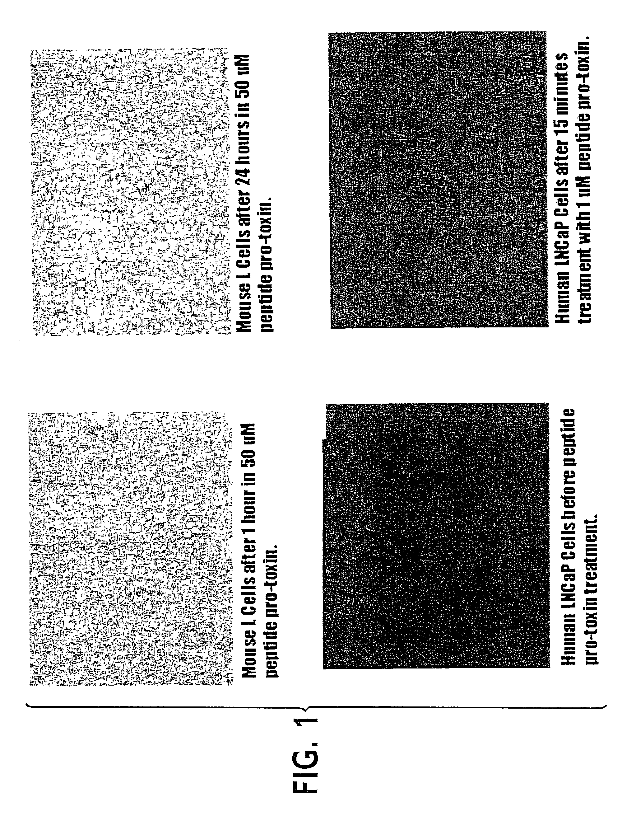 Lytic peptide prodrugs