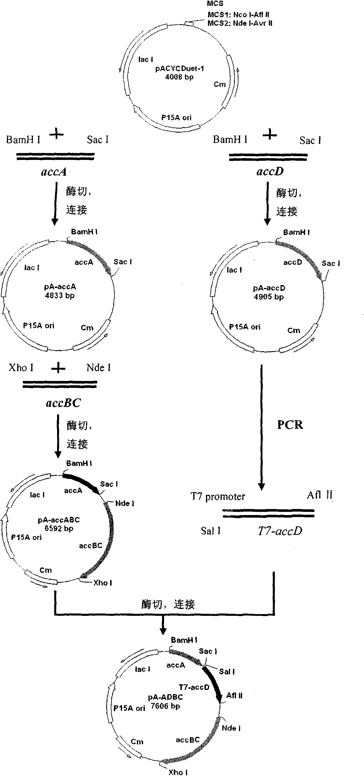 Engineering colon bacillus for preparing biological gasoline