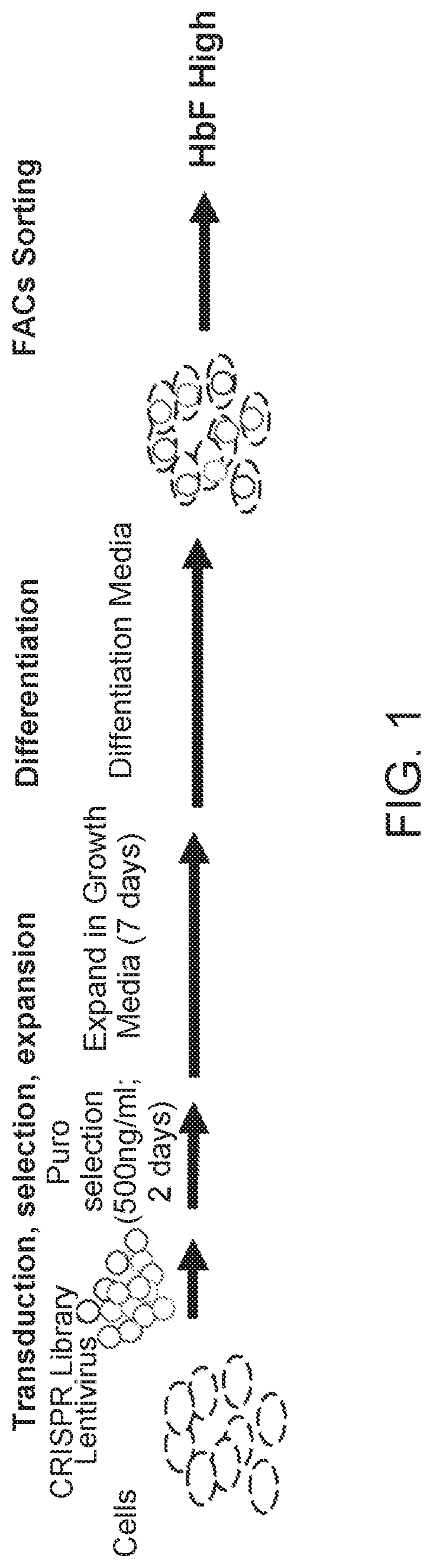 Compositions and methods for increasing fetal hemoglobin and treating sickle cell disease