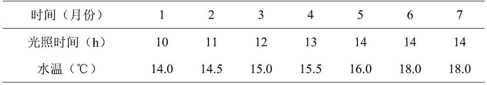 Temperature and light regulation and control method for maturing of fugu rubripe parent fish