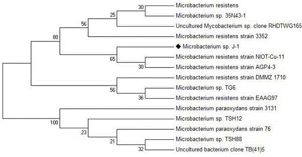 Microbacterium sp. J-1 used for degrading plurality of phthalic acid esters