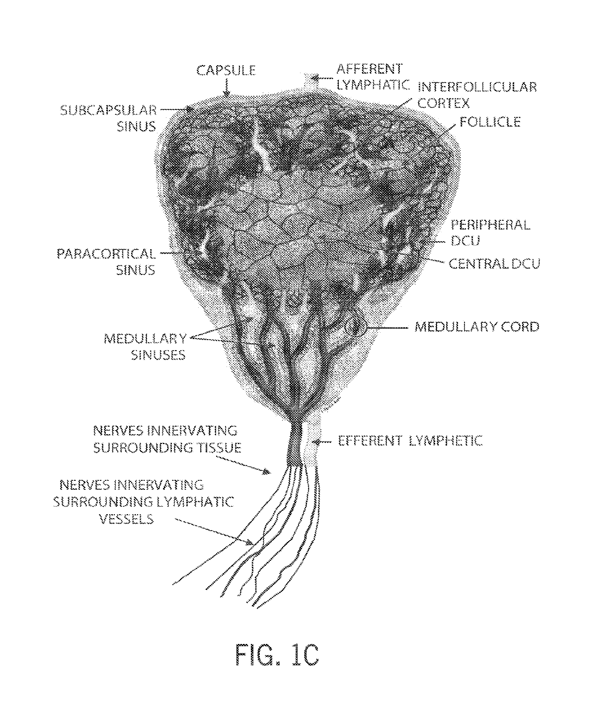 Techniques for neuromodulation