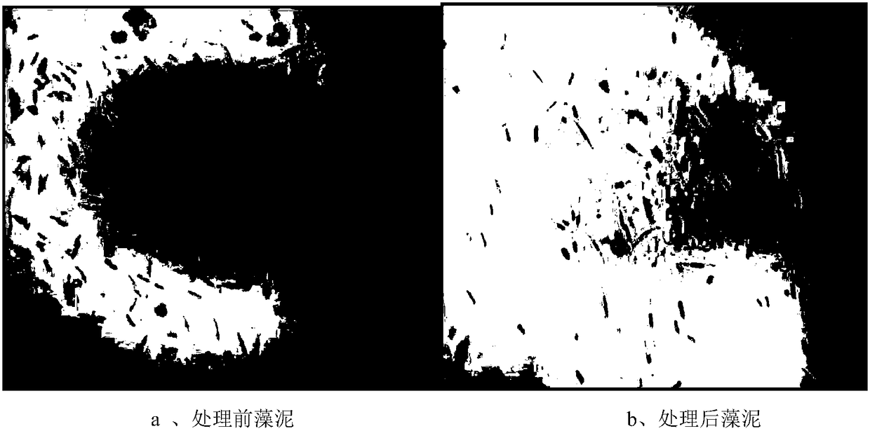 Method for extracting fucoxanthin from phaeodactylum tricornutum with dimethyl ether fluid