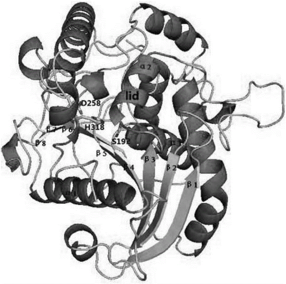 A kind of marine low-temperature alkaline lipase bohai Sea-9145 crystal and preparation method thereof