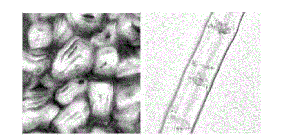 A main heel Baotou and its preparation method