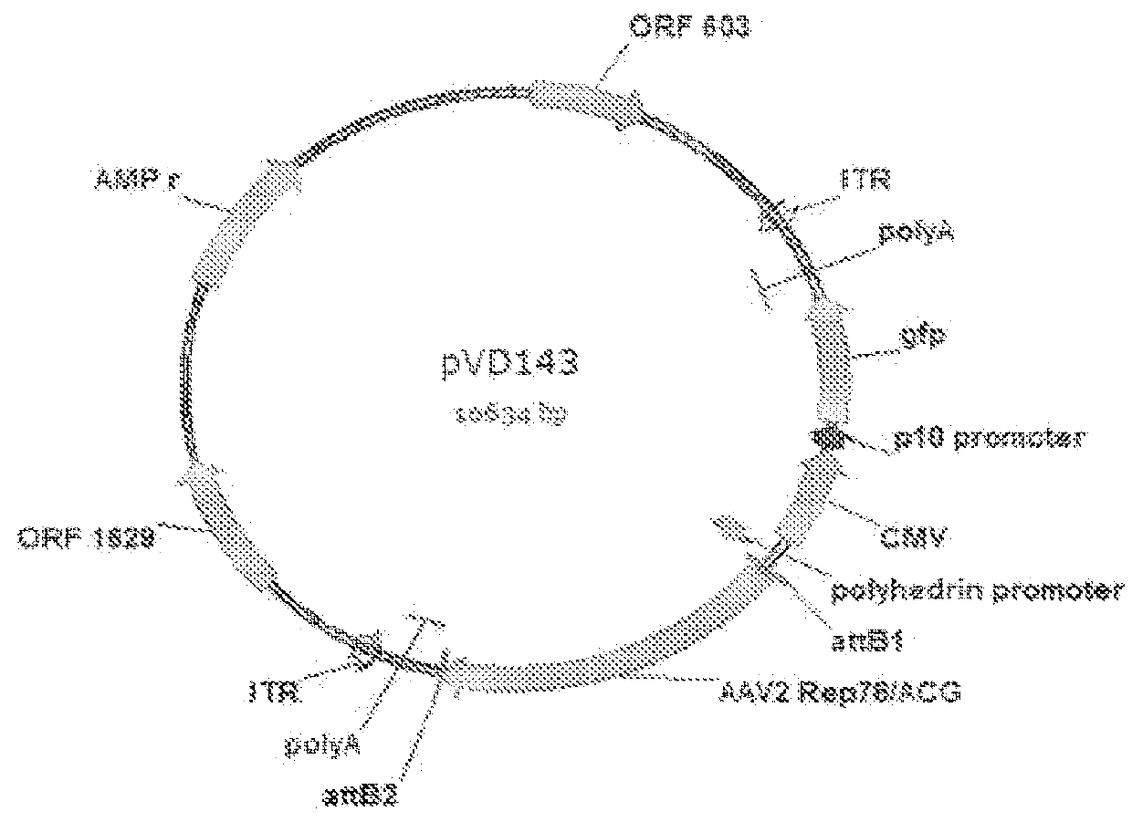 Mutated rep encoding sequences for use in AAV production