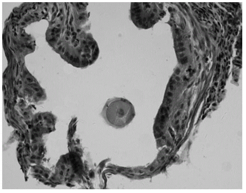 Preparation method and application of tissue slice for observing temporal-spatial distribution of early embryo development in vivo